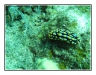 16-040-Nudibranchia