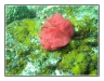 16-041-Nudibranchia